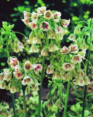 Allium Siculum